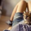 К чему снится много маленьких котят?